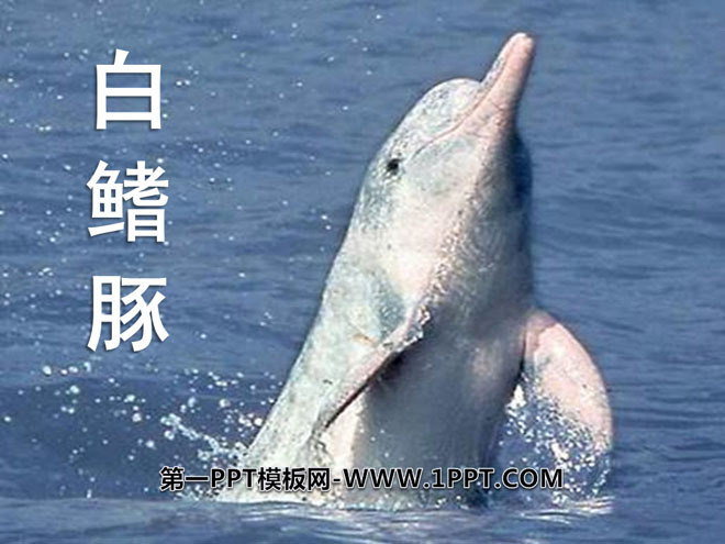 《白鳍豚》PPT课件2