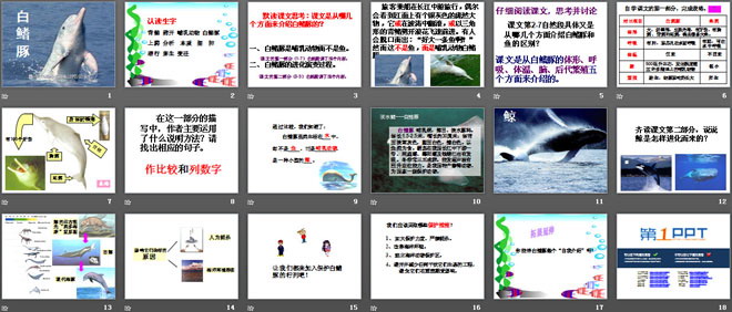《白鳍豚》PPT课件2