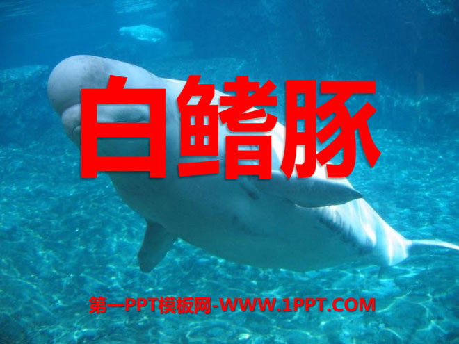 《白鳍豚》PPT课件4