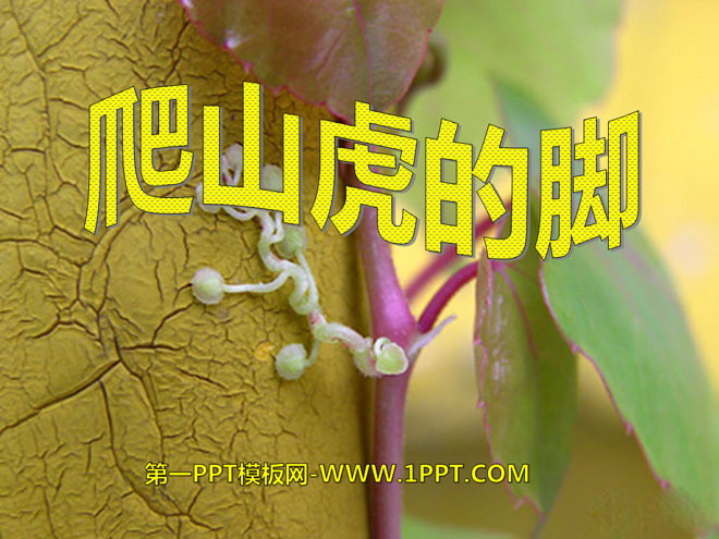 《爬山虎的脚》PPT课件4