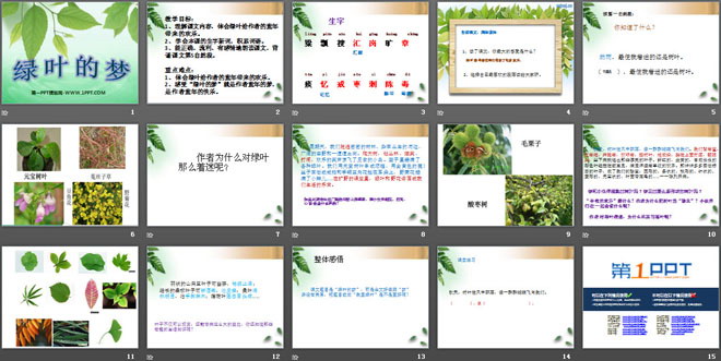 《绿叶的梦》PPT课件