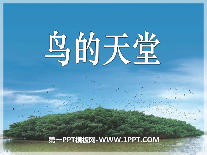 《鸟的天堂》PPT课件7
