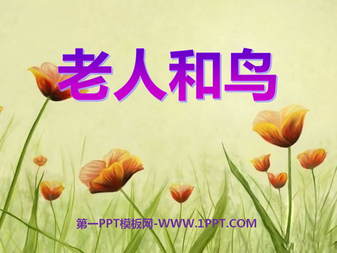 《老人和鸟》PPT课件