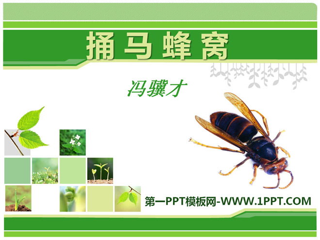 《捅马蜂窝》PPT课件6