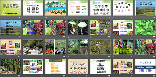 《雨后的森林》PPT课件2