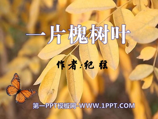 《一片槐树叶》PPT课件2