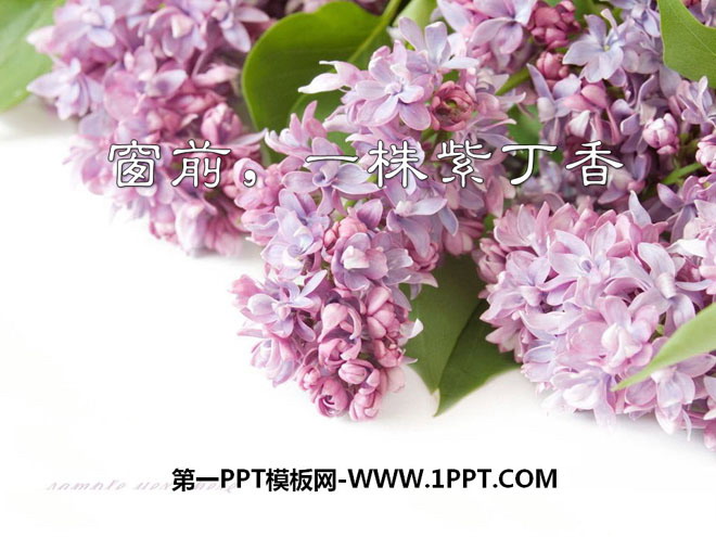 《窗前一株紫丁香》PPT课件4