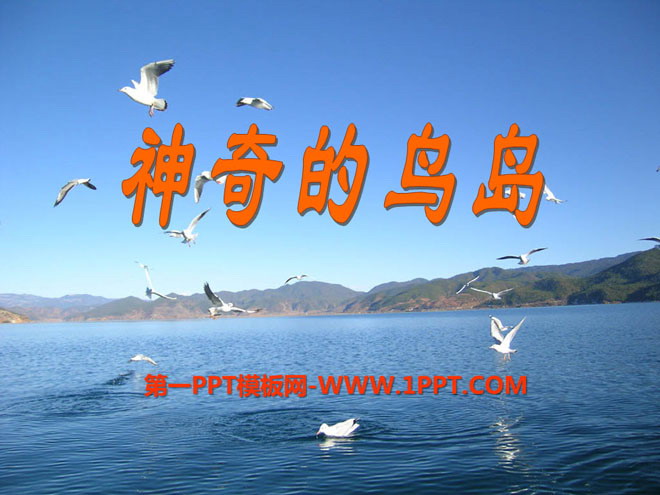 《神奇的鸟岛》PPT课件2