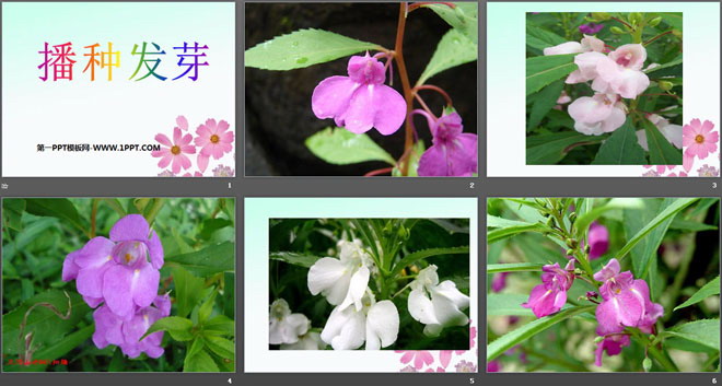 《播种发芽》PPT课件2