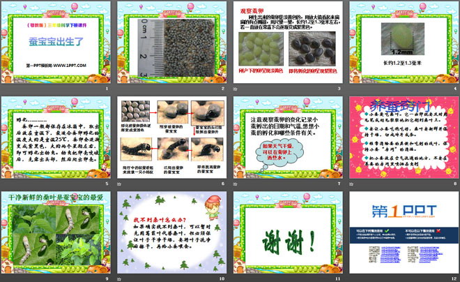 《蚕宝宝出生了》PPT课件