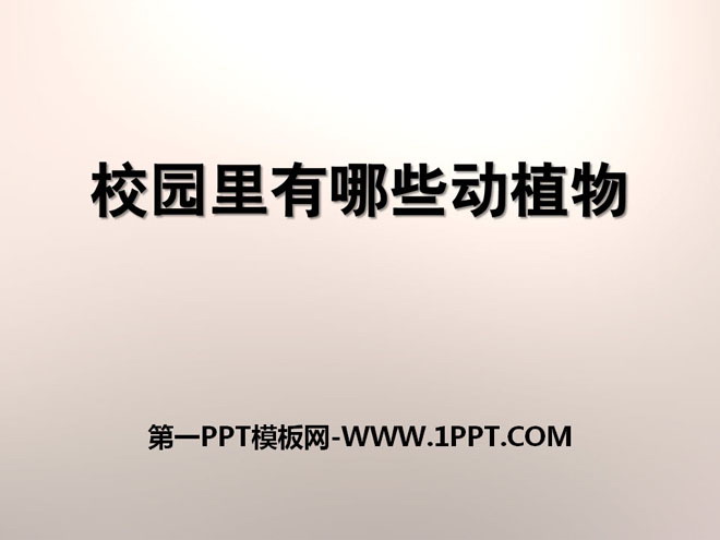 《校园里有哪些动植物》寻访校园里的动植物PPT课件2