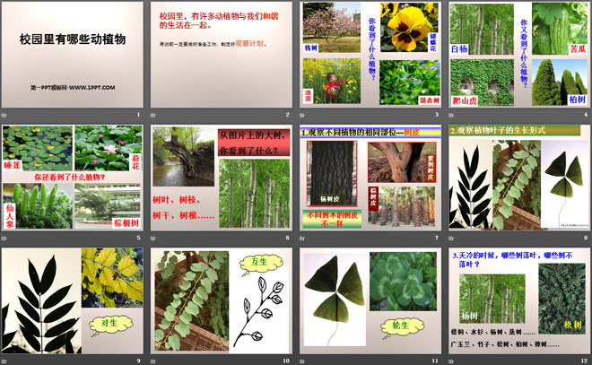 《校园里有哪些动植物》寻访校园里的动植物PPT课件2