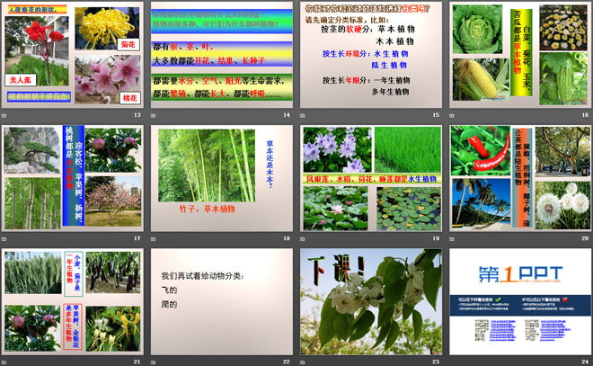 《校园里有哪些动植物》寻访校园里的动植物PPT课件2