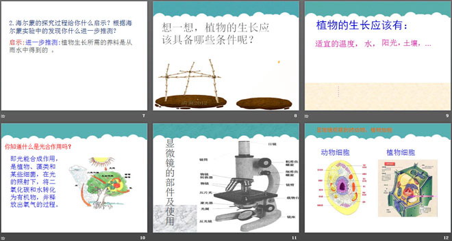 《林中的树》走进树林PPT课件2