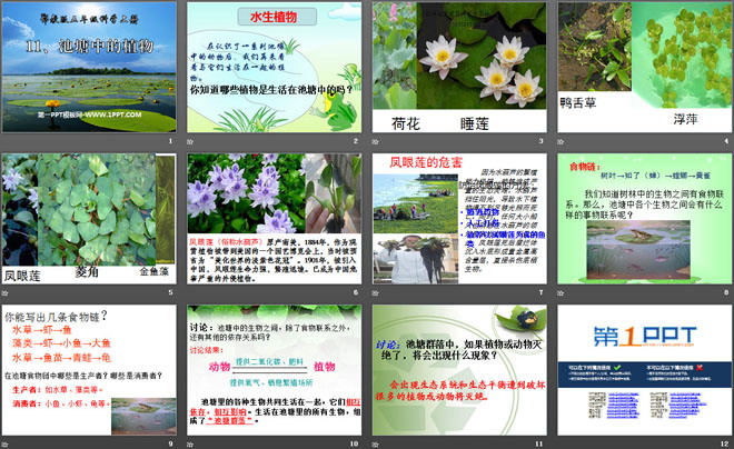 《池塘中的植物》池塘群落PPT课件