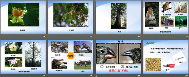 《谁能生存下来》PPT课件
