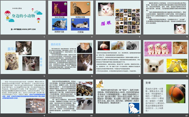 《身边的动物》和动物交朋友PPT课件2