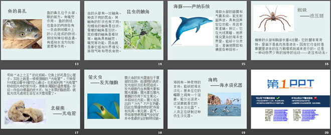 《身边的动物》和动物交朋友PPT课件2