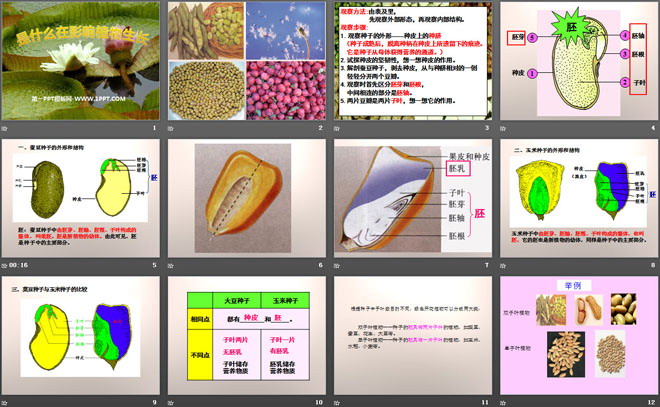 《是什么在影响植物生长》植物的生长PPT课件2