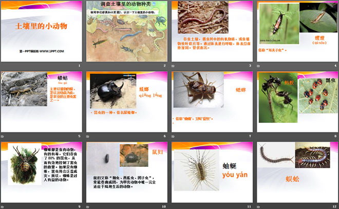 《土壤中的动物》植物生活的土地PPT课件