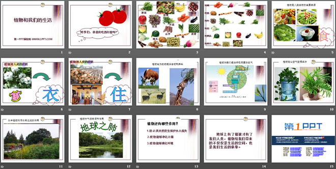 《植物和我们的生活》植物和我们PPT课件3