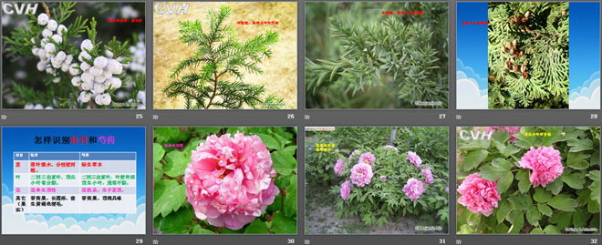 《考察动物和植物》认识更多的生物PPT课件
