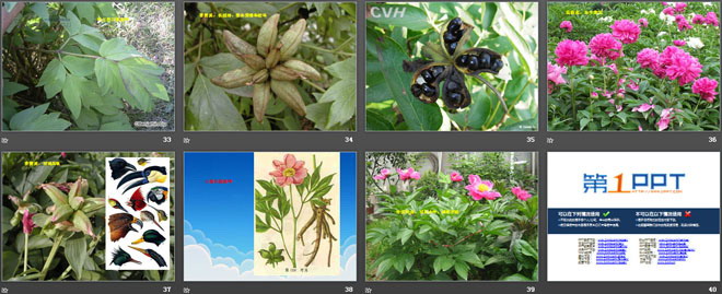 《考察动物和植物》认识更多的生物PPT课件