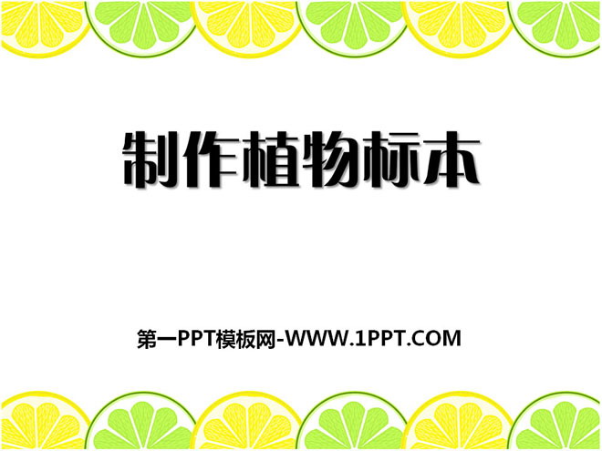 《制作植物标本》认识更多的生物PPT课件