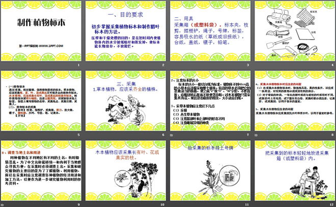《制作植物标本》认识更多的生物PPT课件