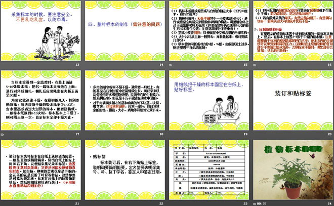 《制作植物标本》认识更多的生物PPT课件