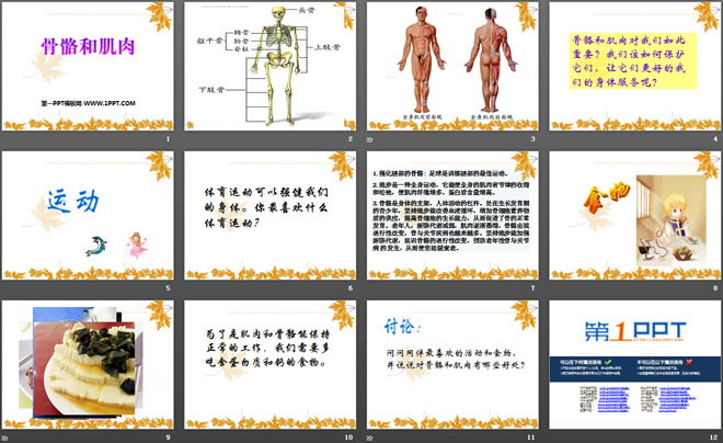 《骨骼和肌肉》人体的奥秘PPT课件2