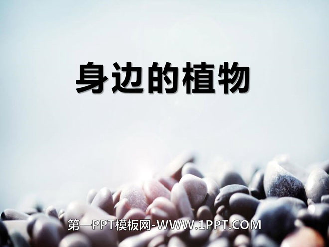 《身边的植物》身边的动植物PPT课件