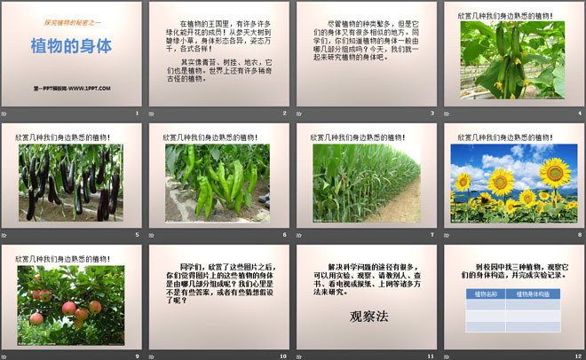 《植物的身体》植物生活的秘密PPT课件