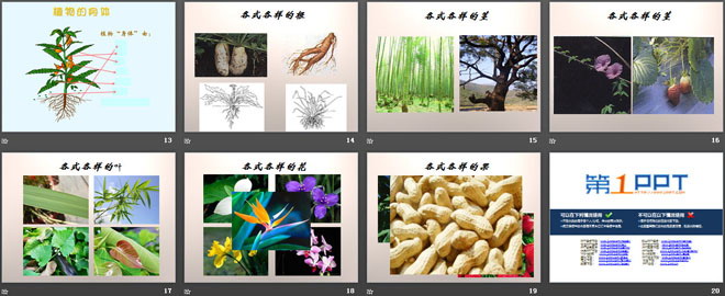 《植物的身体》植物生活的秘密PPT课件