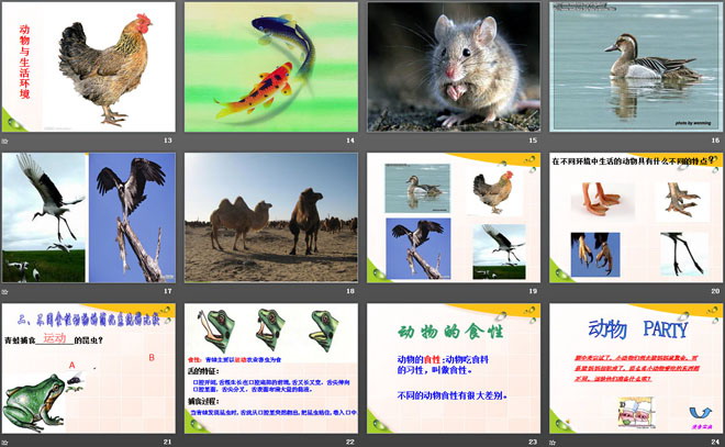 《动物的特征》多种多样的动物PPT课件2