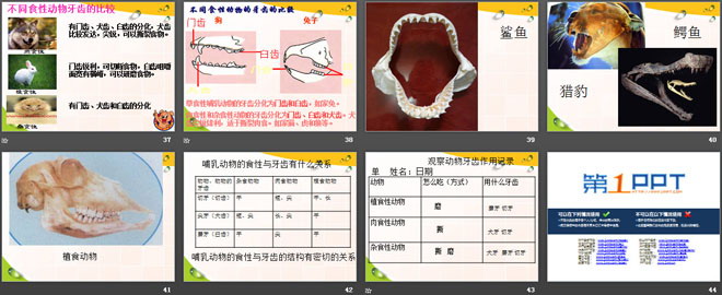 《动物的特征》多种多样的动物PPT课件2