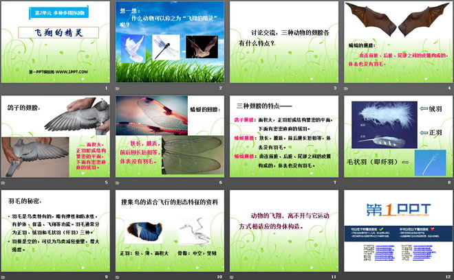 《飞翔的精灵》多种多样的动物PPT课件