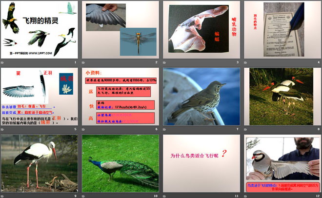 《飞翔的精灵》多种多样的动物PPT课件3
