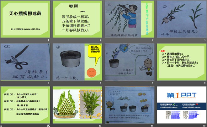无心插柳柳成荫PPT下载