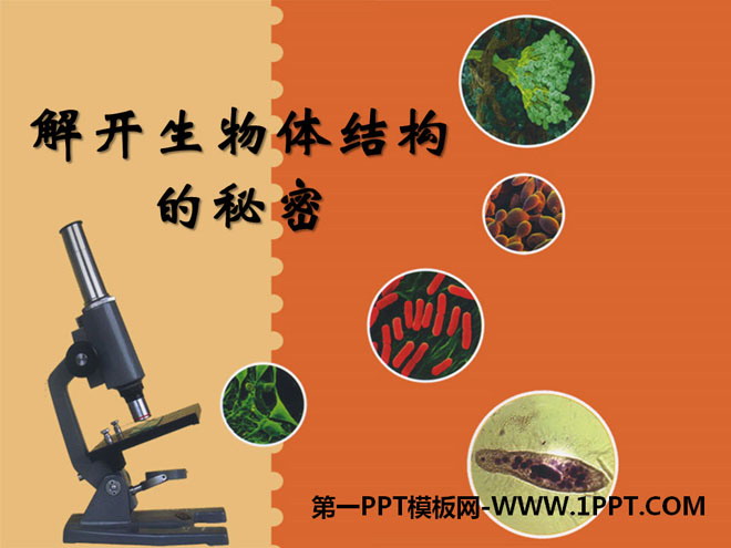 解开生物体结构的秘密PPT课件