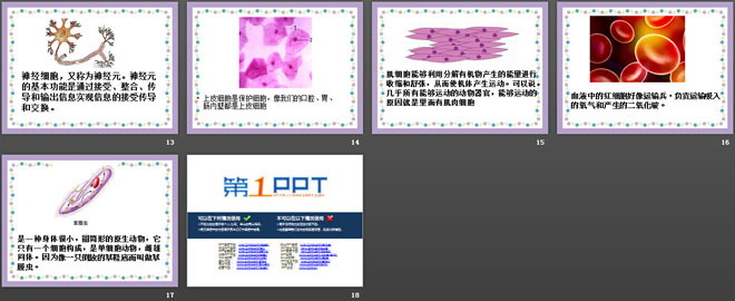 解开生物体结构的秘密PPT课件