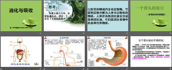 消化与吸收PPT
