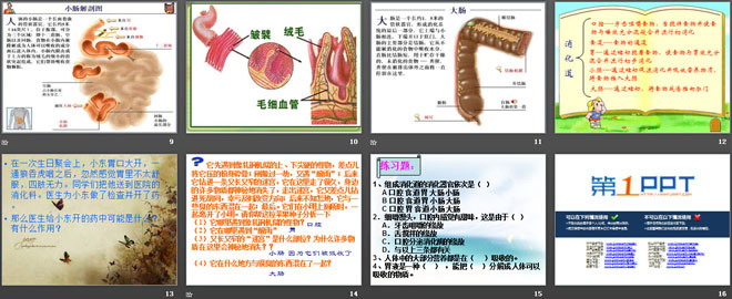 消化与吸收PPT
