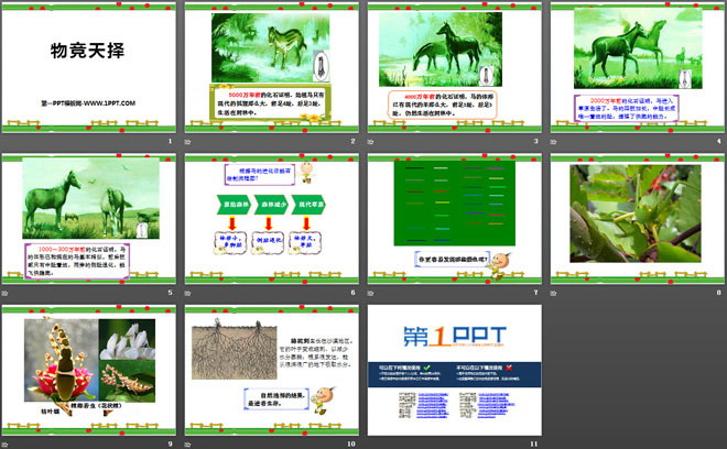 物竞天择PPT课件