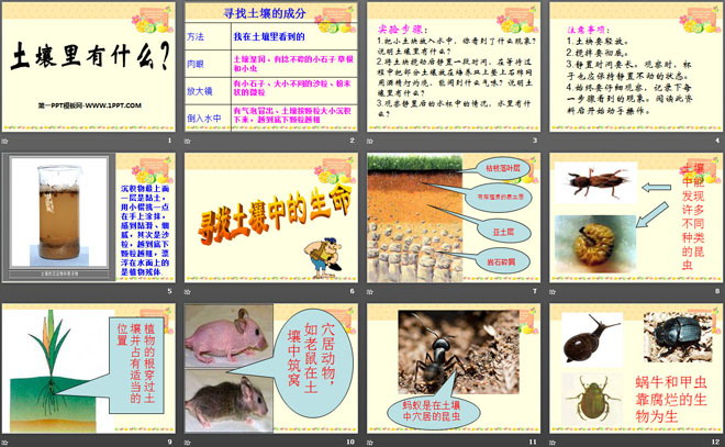 土壤里有什么PPT