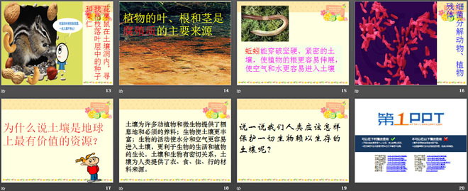土壤里有什么PPT