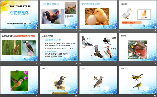 它们都是鸟PPT