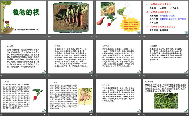 植物的根PPT课件