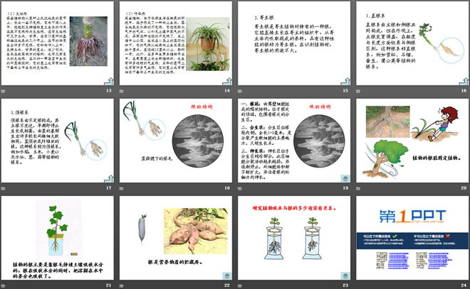 植物的根PPT课件