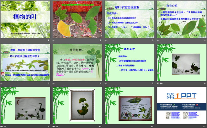 植物的叶PPT